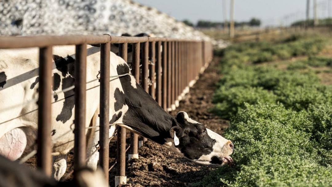 cattle