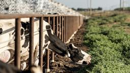 cattle