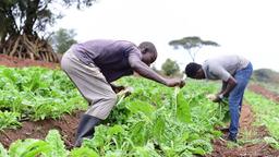 Two Farmers