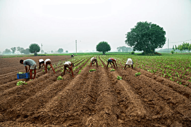 Farmer’s Day 2024