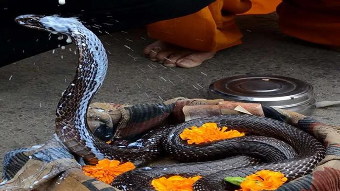 Nag Panchami 2022 नागपंचमी पर सर्प दिखना शुभ संकेत ये उपाय करने से कालसर्प  दोष से भी मिलती है मुक्ति - Nag Panchami 2022 do these remedies on nag  panchami to get