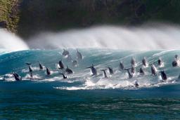 Blue Planet II (TV Mini Series 2017) - IMDb