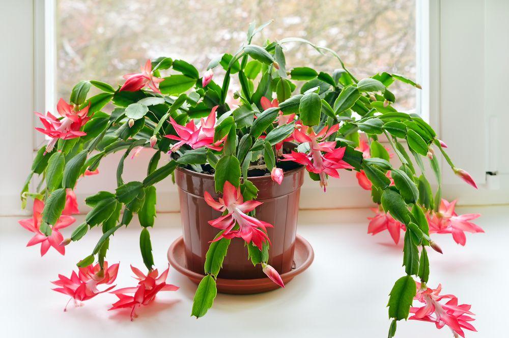 10 of the Best Plants to Give as Gifts