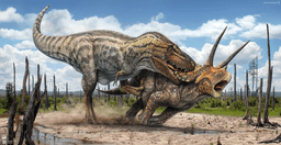 Did Triceratops and Tyrannosaurus rex interact with each other in real  life? If so, how? - Quora