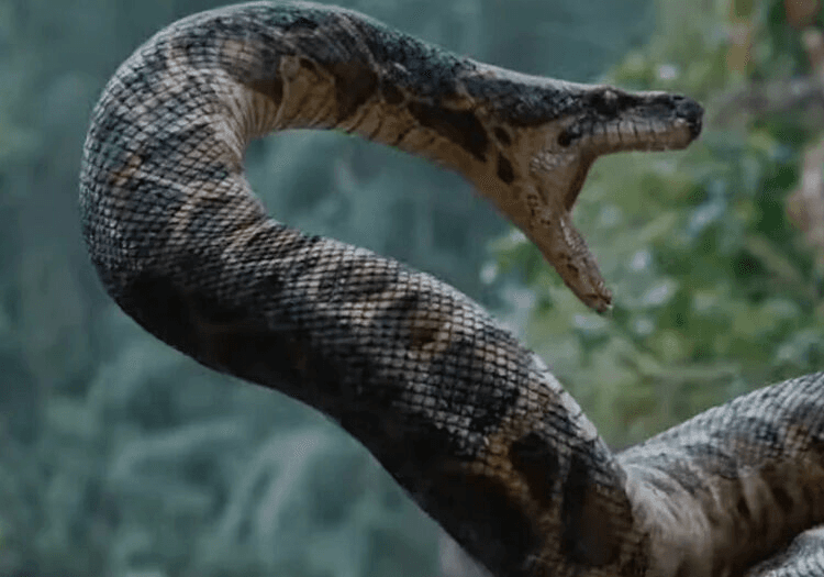 The snake from Anaconda
