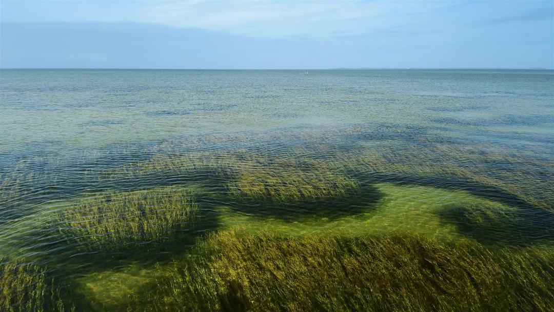 Conservation Efforts Boost Seagrass Meadows—and Their Value to Nature and  People | The Pew Charitable Trusts