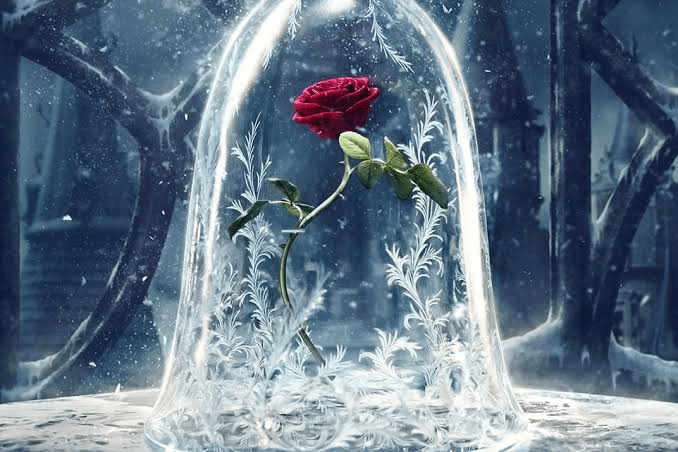 The Enchanted Rose
