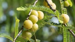 Indian Gooseberry: Benefits, Uses, and Side Effects