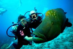Beginner Dive on the Great Barrier Reef