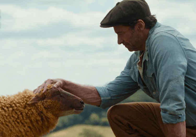 hugh jackman with the sheep