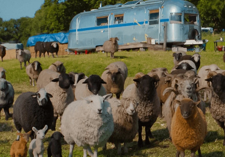 The Sheep Detectives