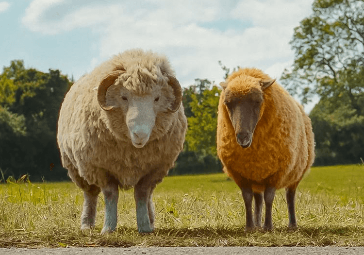 The Sheep Detectives