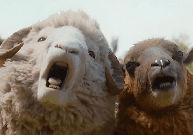 the sheeps in the sheep detectives